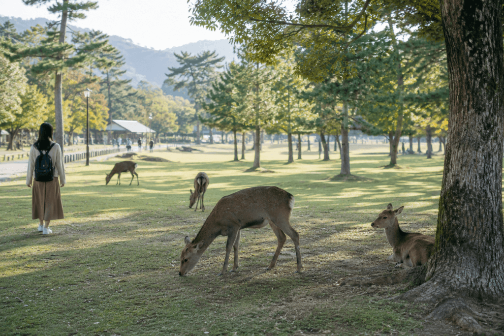 Nara Park in soft morning light with deer grazing on grass, tall trees and a traveler walking calmly in the distance