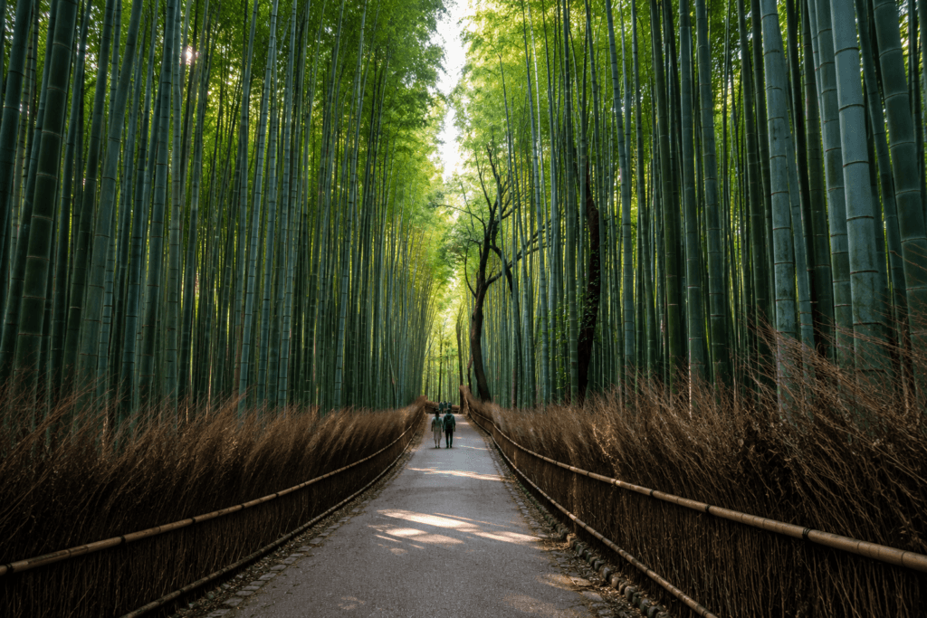 Arashiyama Bamboo Grove in Kyoto with tall green bamboo and a peaceful morning walking path