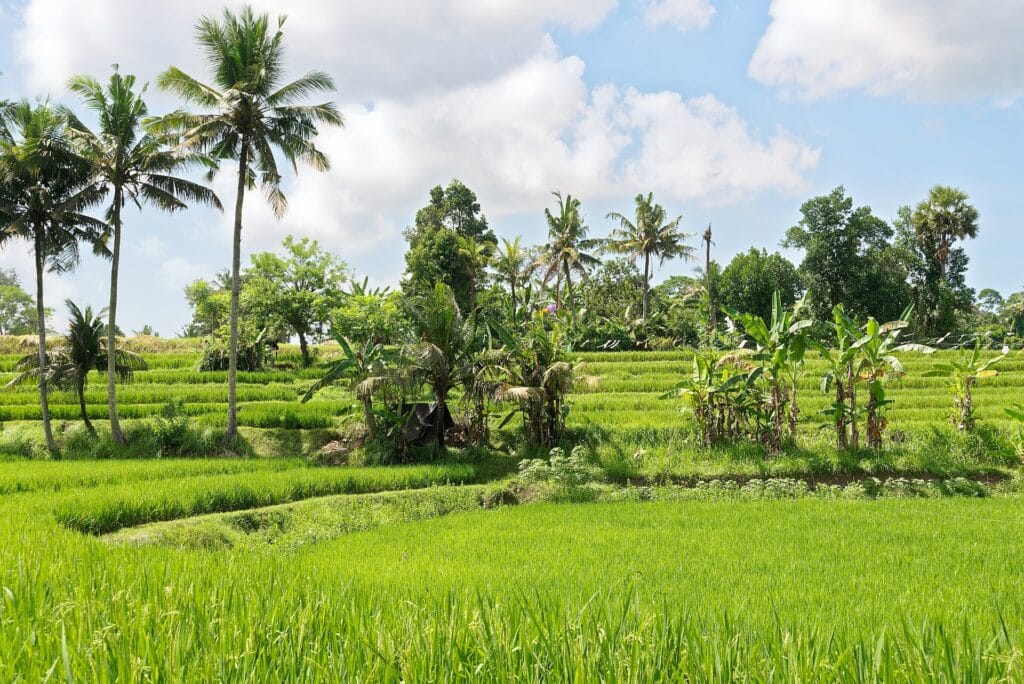 Green rice fields in Bedulu near Ubud, Bali