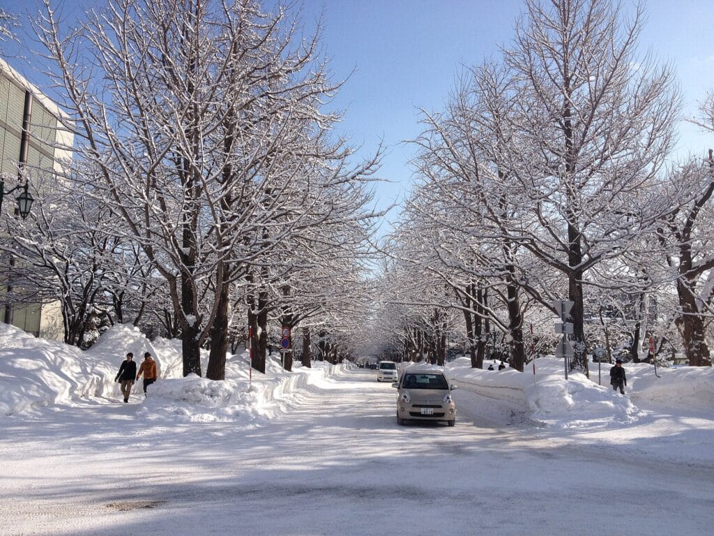 People and cars moving along a snowy avenue at Hokkaido University in Sapporo