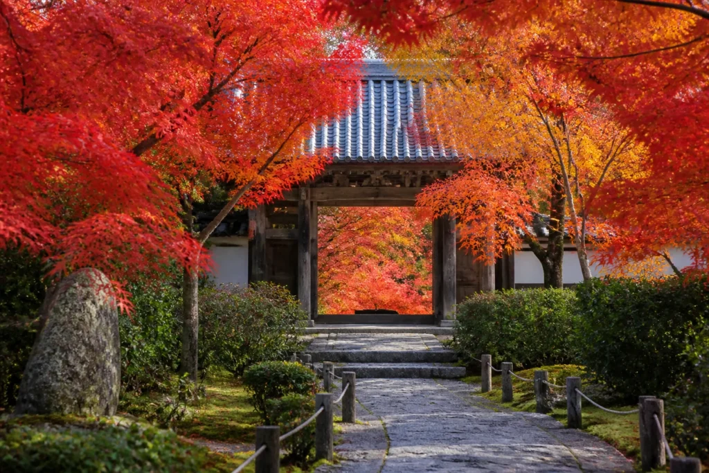 Red and orange autumn leaves framing a traditional Kyoto temple gate
